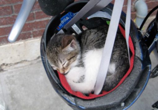Cat Asleep Inside a Bike Helmet