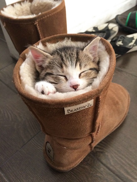 Cat Asleep Inside a Boot