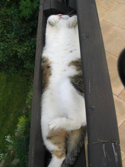 Cat Asleep Inside a Gutter