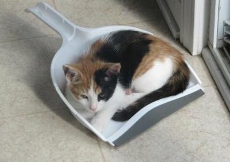 Cat Asleep Inside a Dustpan Scoop