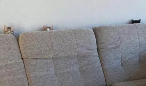 Cats Peeking Over A Sofa