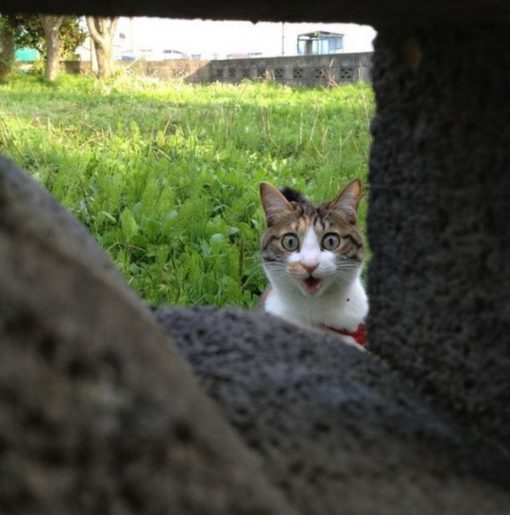 Cat Peeking Through a Brick