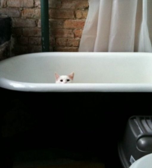 Cat Peeking Over A Bath