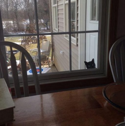 Cat Peeking Through a Window