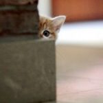 Top 10 Super Sneaky Super Spy Peeking Cats