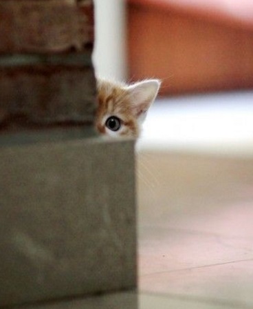 Cat Peeking Around a Corner