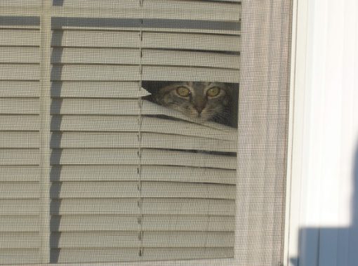 Cat Peeking Over A Blind