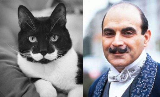 Hercule Poirot Cat