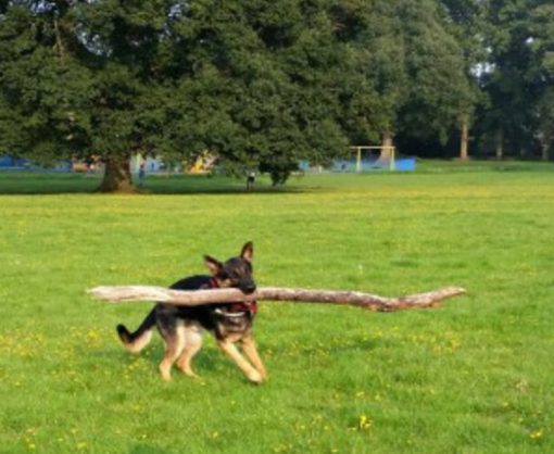 Dog Winning At Fetch