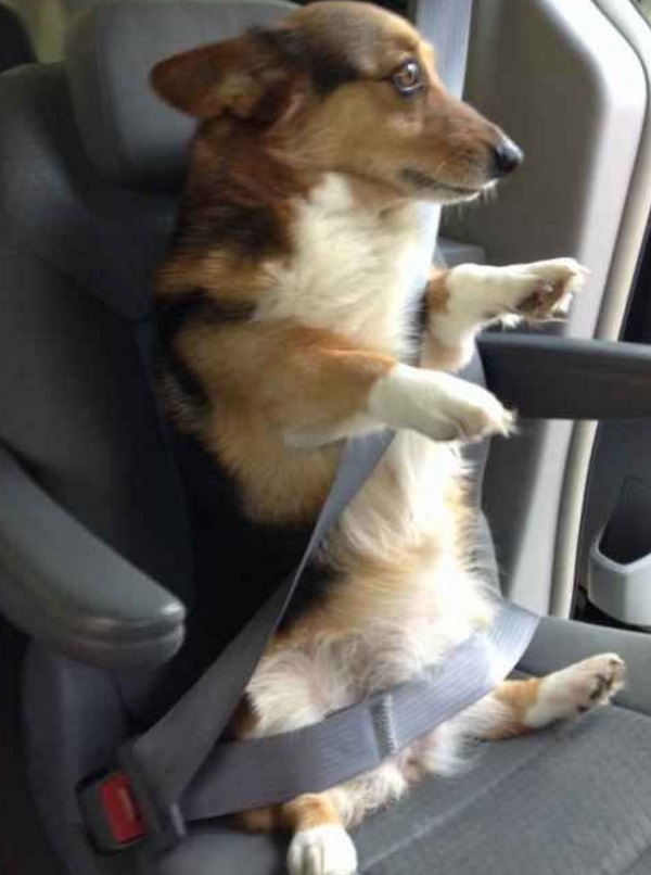Dog Wearing Car Safety Belt