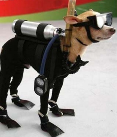 Dog Wearing Diving Safety Equipment 