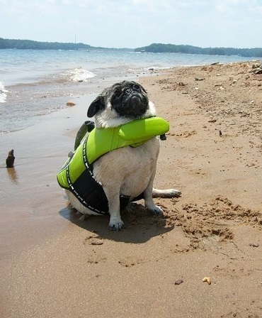 Dog Wearing Beach Safety Equipment 