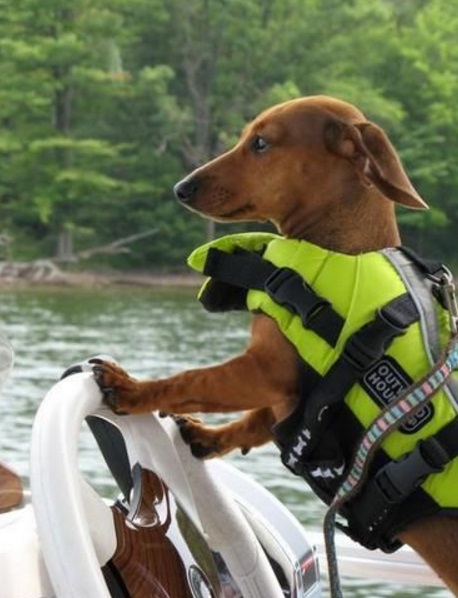 Dog Wearing Boat Safety Equipment 