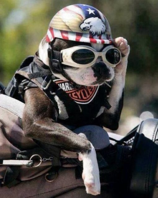 Dog Wearing Crash Helmet
