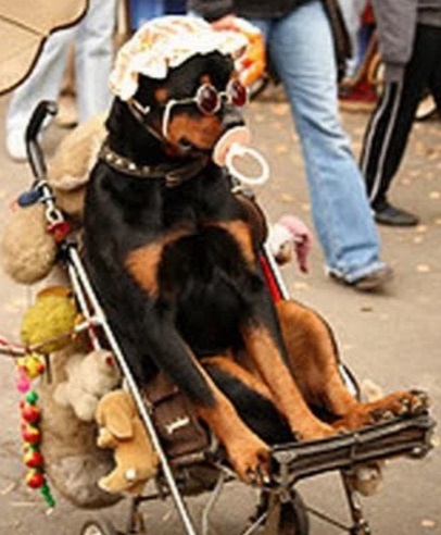 Cute Baby Dog