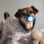 Top 10 Cute as a Button Dogs Who Want To Be Your Baby