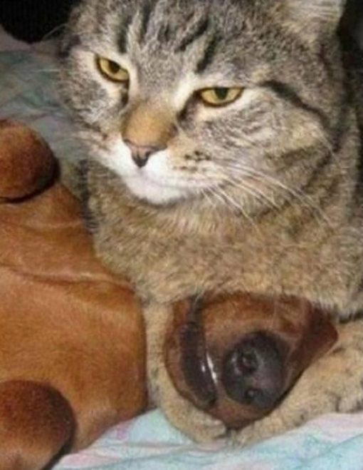 Cat Bullying the Dog