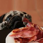 Top 10 Food Crazy Dogs Who Love Bacon