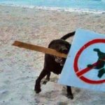 Top 10 Funny Images Of Naughty Dogs On the Beach