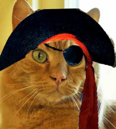 Cat in a Pirate Costume