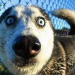 Top 10 Dogs That Have Crazy Eyes