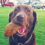 Top 10 Non-Meat Eating Vegetarian Dogs