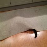 Top 10 Perfectly Timed Pictures of Funny Cats Tails