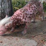 Top 10 Snoutastic Dogs That Looks Like Pigs