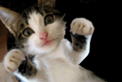 Boxer Cat - Ready To Fight