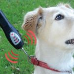 Top 10 Crazy, Useful and Unusual Gadgets for Dogs