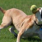 Top 10 Fail Dogs Who Suck At Playing Fetch