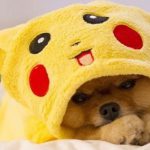 Top 10 Gotta Catch'em All Pokemon Dogs