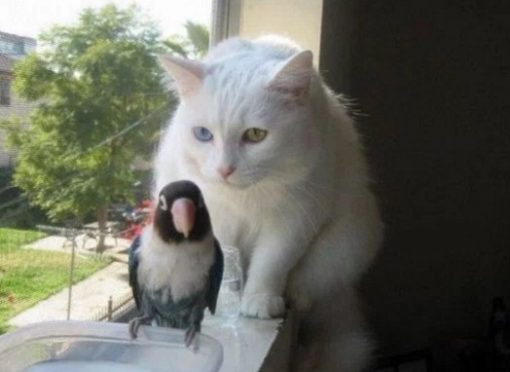 Cat Who Loves Birds