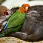 Top 10 Feather Friendly Cats Who Love Birds
