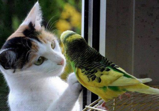 Cat Who Loves Birds