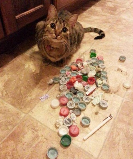Cat With Hoarding Stash