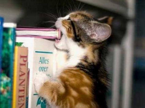 Cat Eating a Book