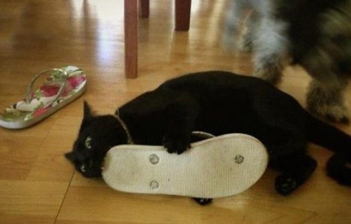 Cat Eating a Flip-Flop
