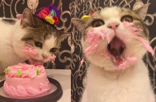 Cat Eating a Cake