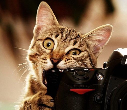 Cat Eating a Camera