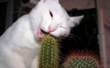 Cat Eating a Cactus 