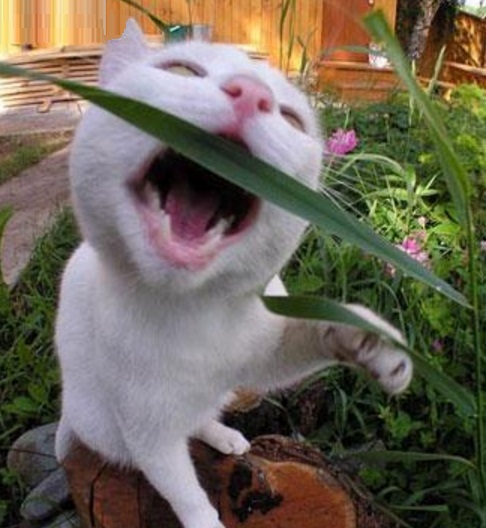 Cat Eating a Plant