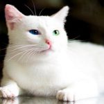 Top 10 Picture Purrfect & Totally Photogenic Beautiful Cats
