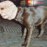 Top 10 Scariest Halloween Costumes for Dogs You Will Ever See