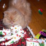 Top 10 Cats That Couldn't Wait Till Christmas Day