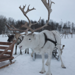 Top 10 Different Breeds of Reindeer That Santa Might Use