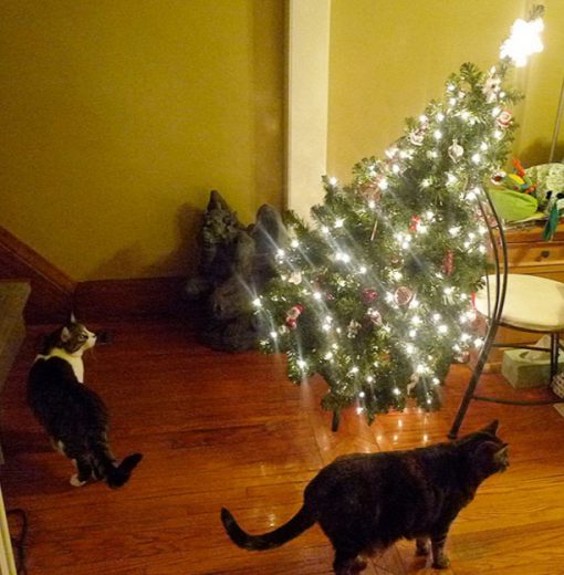 Cats Destroys Christmas Tree