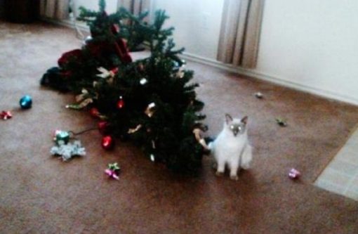 Cat Destroys Christmas Tree