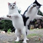 Top 10 Cats Dancing At the New Years Eve Party