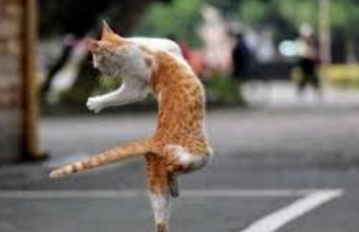 Cat Dancing Like Michael Jackson